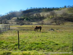 pastoral land-grazing horses