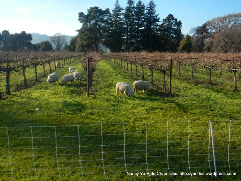 grazing sheep-Suisun Valley