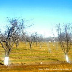 Orchards along Putah Creek Rd