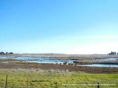 Grizzly Bay marshes