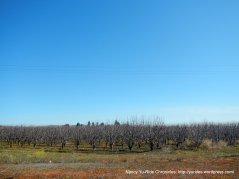 orchards along Suisun Pkwy