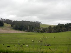 pastoral lands with grazing bovines