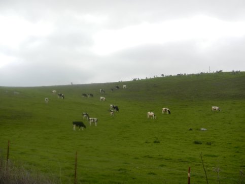 grazing bovines
