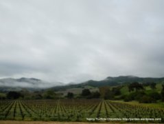 acres of pinot Noir vineyards