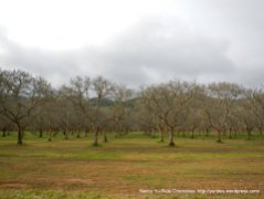 old orchards