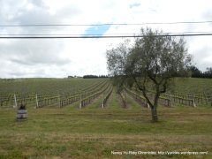 vineyards on E Clark