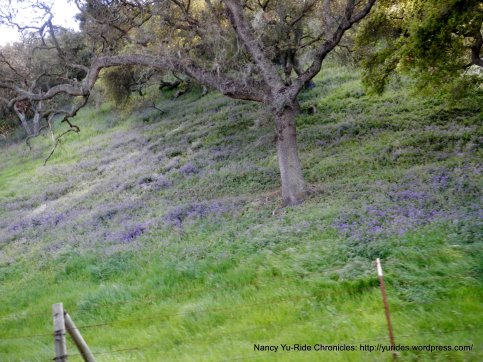light lavender wildflowers