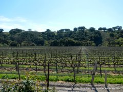 miles and miles of vineyards