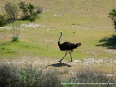ostrich at OstrichLand