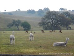 grazing alpacas & goats