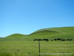 rolling hills & cattle