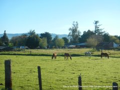 horse ranches