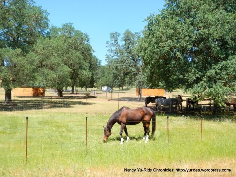 horse ranch