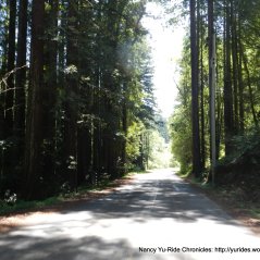 through the redwoods