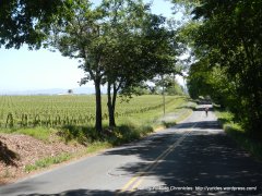 Green Valley vineyards
