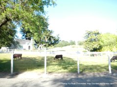grazing cattle