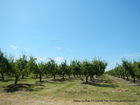 fruit orchards