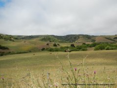 open grasslands-grazing cattle