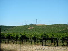 hillside vineyards