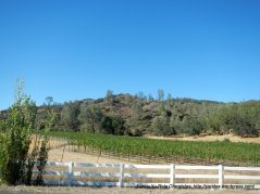 Langtry vineyards
