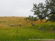 sheep ranch