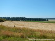 organic grain field