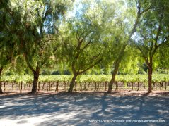 tree lined vineyards