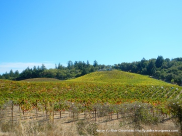 Dry Creek Valley-hillside vineyards