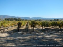 Sanel Valley vineyards