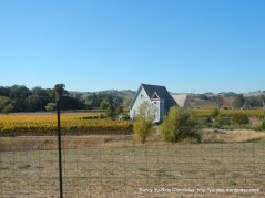 Congress Valley vineyard