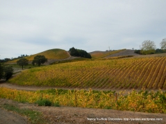 gorgeous hillside vineyards