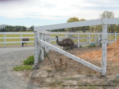 emu ranch