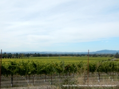 beautiful valley vineyards