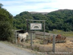horses-Black Mountain Ranch