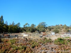 horse ranches