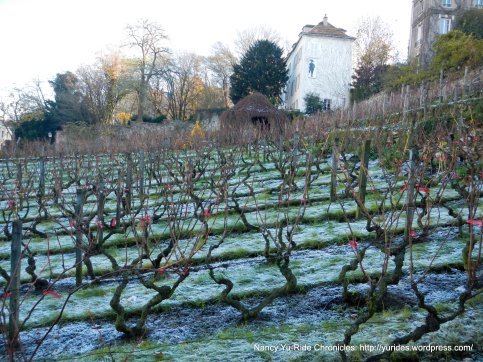 Clos Monmartre vineyards