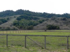 horse ranch-Nicasio Valley