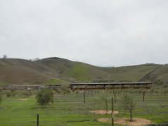 Camino Tassajara-cattle ranch