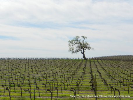 acreage vines