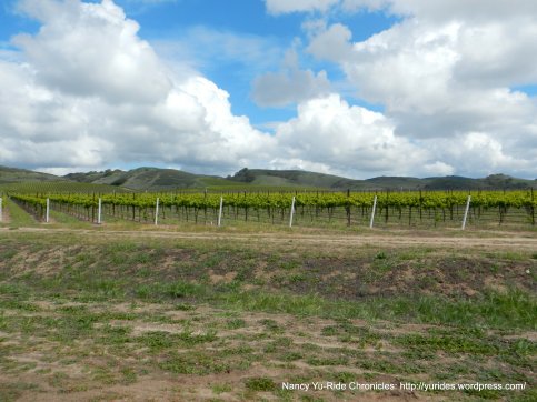 Solomon Hills vineyards