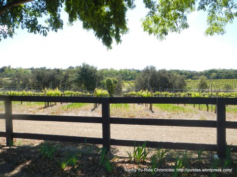 wine trail vineyard