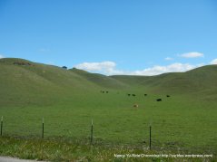 Alisos Canyon grazing cattle