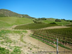 Santa Rosa Hill vineayrds