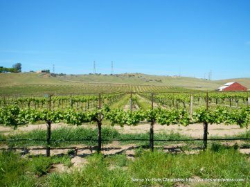 hillside vineyards