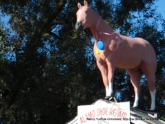 Alamo horse