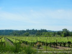 Knights Valley vineyards
