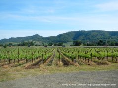 Napa Valley vineyards