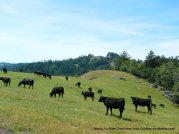 free roaming grazing cattle