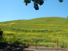 Sycamore Valley Open Space