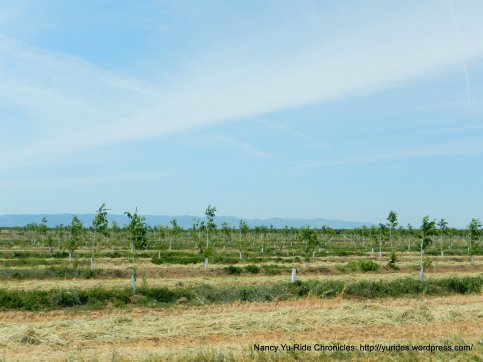 new growth orchard